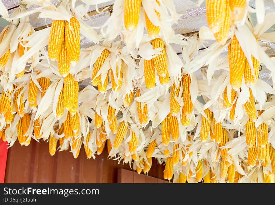 Dried corn hanging under the eaves