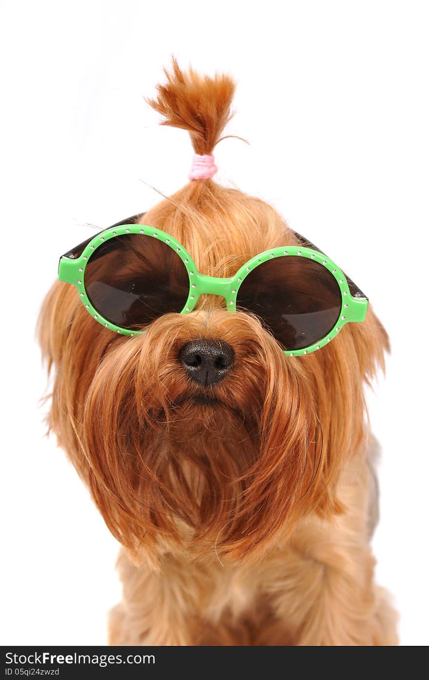 Cute summer portrait of yorkshire terrier in sunglasses closeup isolated on white and looking at camera