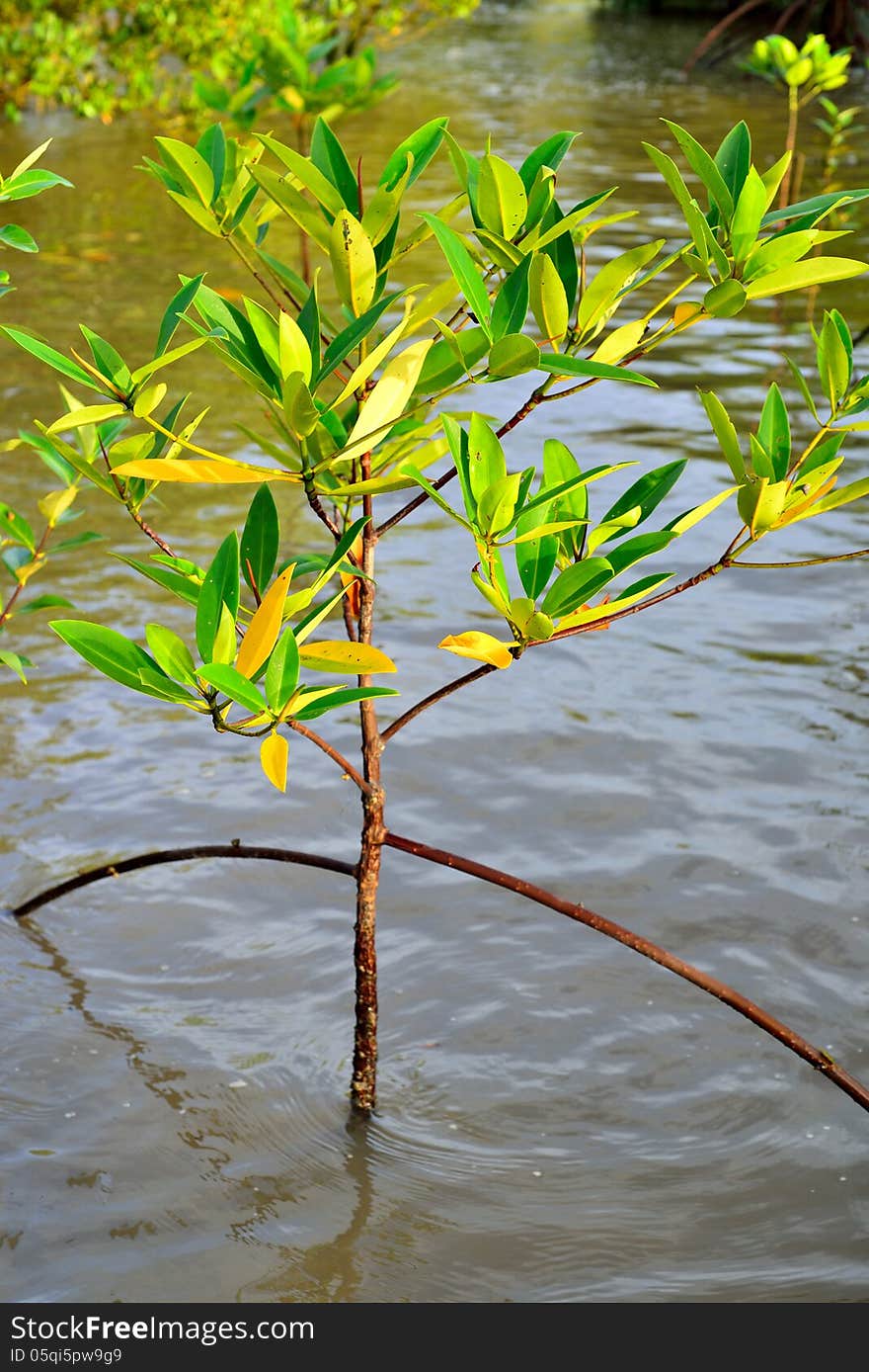 Mangrove plants growing in wetlands.protective earth connection from the storm. And breeding animals.