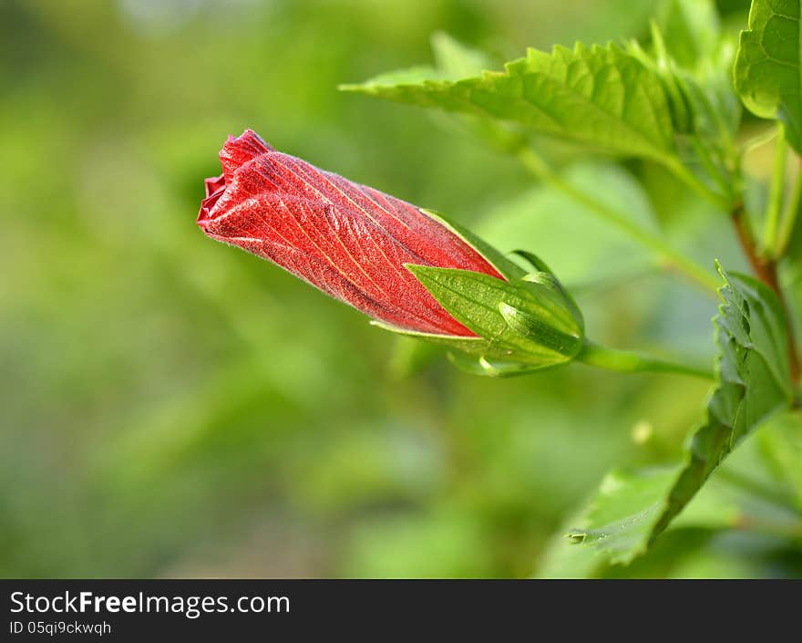 Red Hibiscus flower with green background