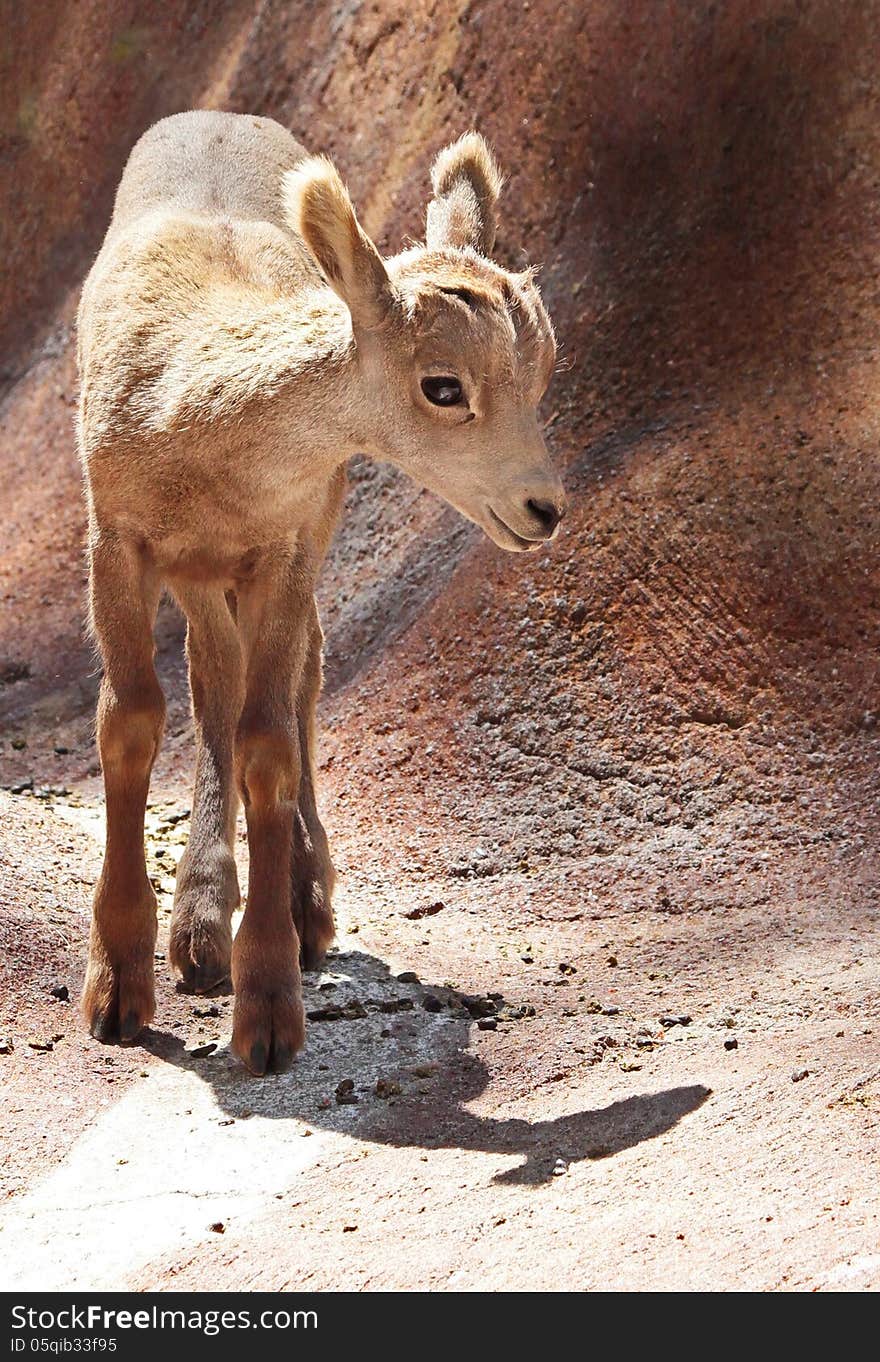 Baby Bighorn Sheep Standing On Rocky Ledge. Baby Bighorn Sheep Standing On Rocky Ledge