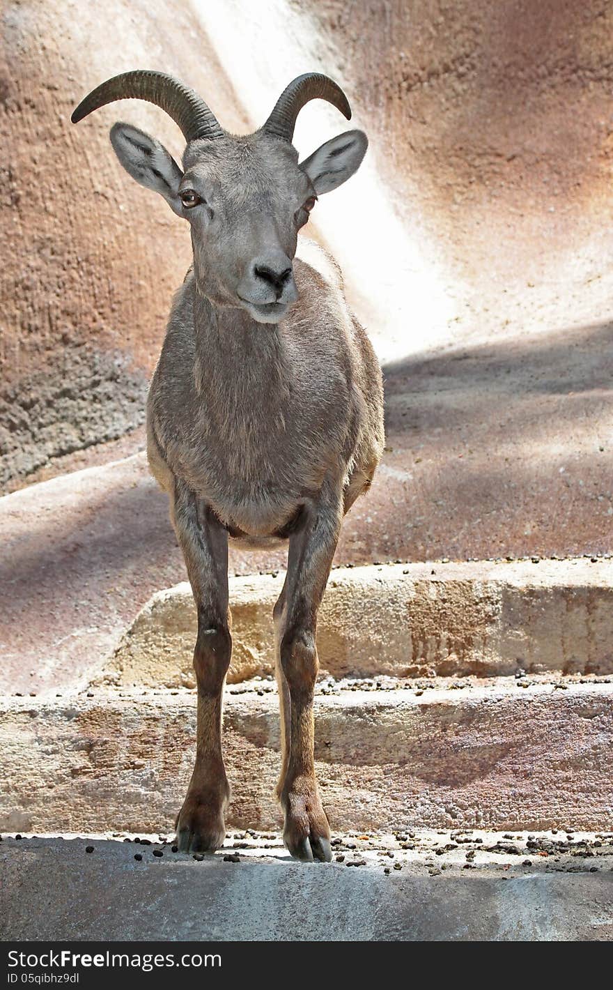 Female Desert Bighorn Sheep Standing Facing Viewer