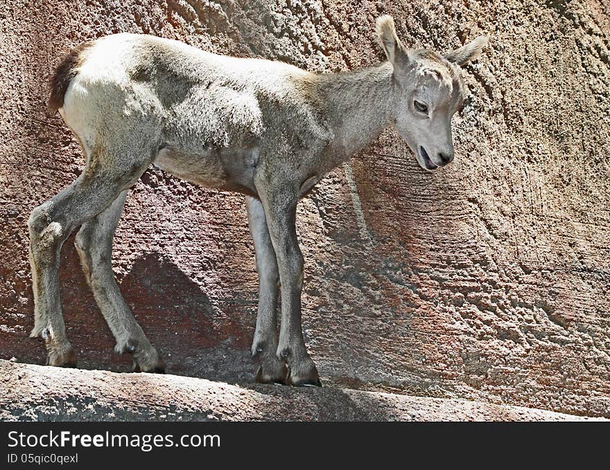 Baby Bighorn Sheep Standing On Rocky Ledge. Baby Bighorn Sheep Standing On Rocky Ledge