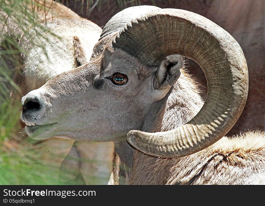 Male Desert Bighorn Sheep In Profile Portrait