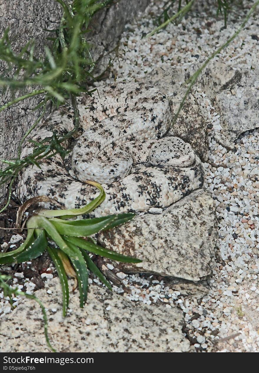 Black and white camouflaged pit viper. Black and white camouflaged pit viper