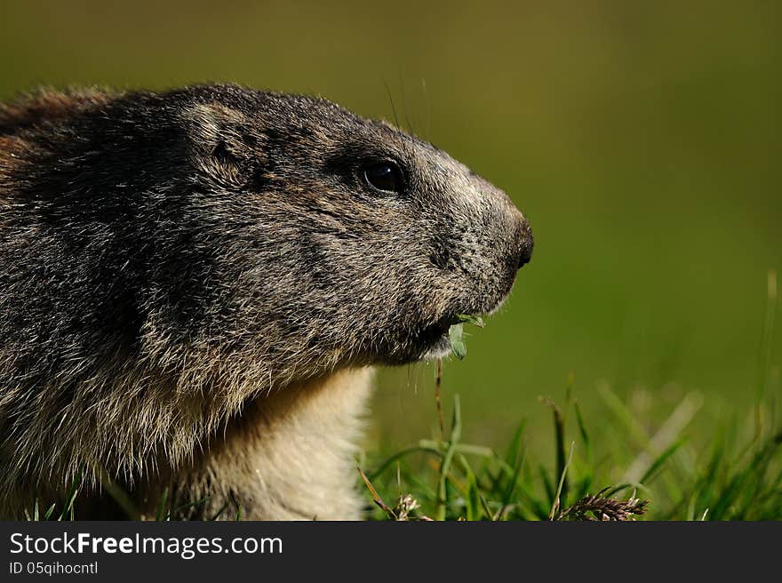 The portrait of this large squirrel i can photograph in the European Alps. The portrait of this large squirrel i can photograph in the European Alps.