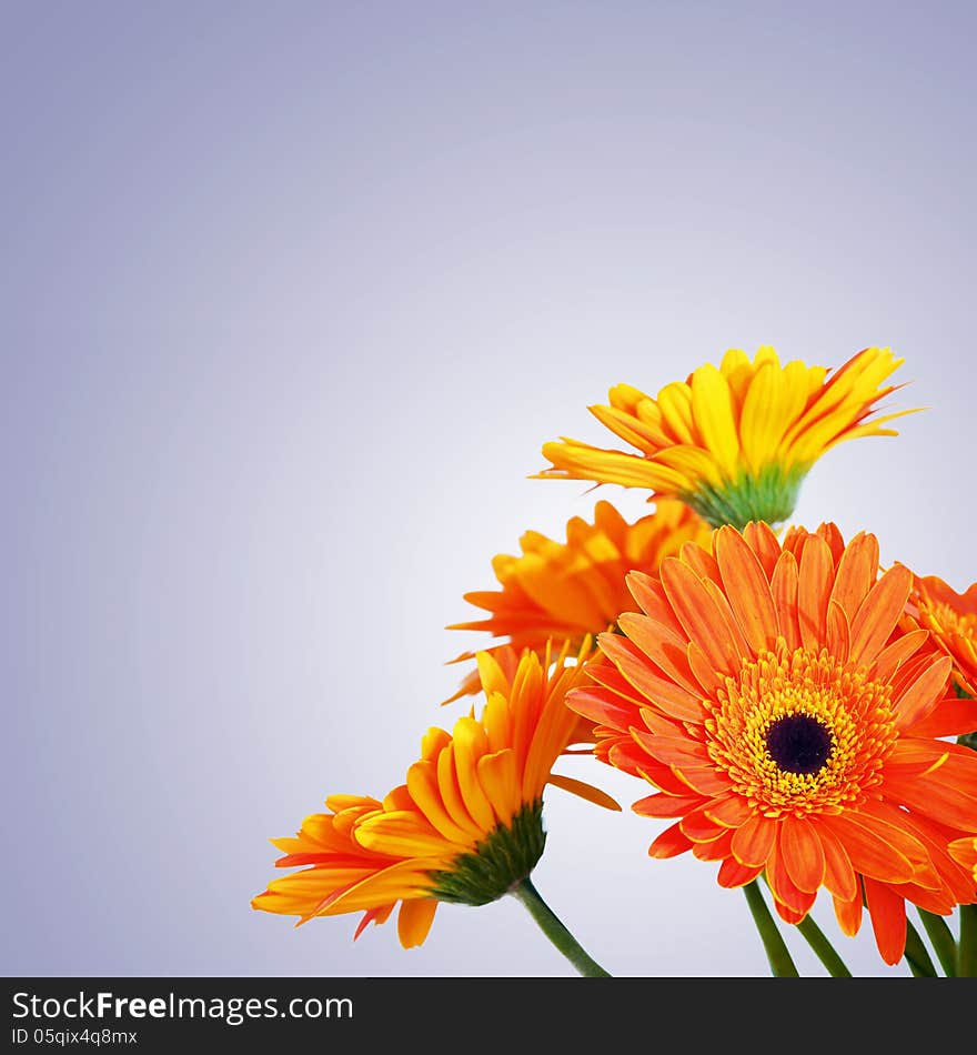 Background for design with a bouquet of orange flowers Gerber. Background for design with a bouquet of orange flowers Gerber