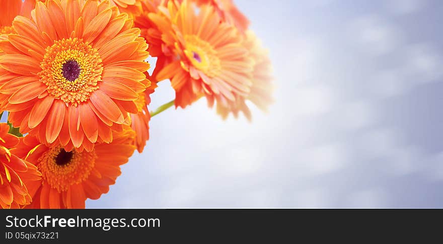 Background for design with a bouquet of orange flowers