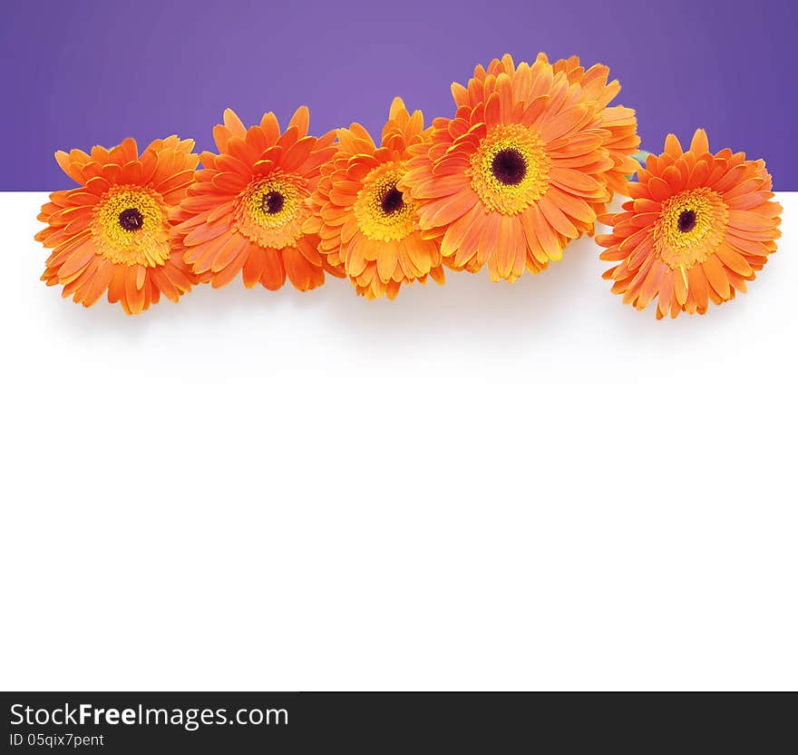 Background for design with orange gerbera flowers on white. Background for design with orange gerbera flowers on white