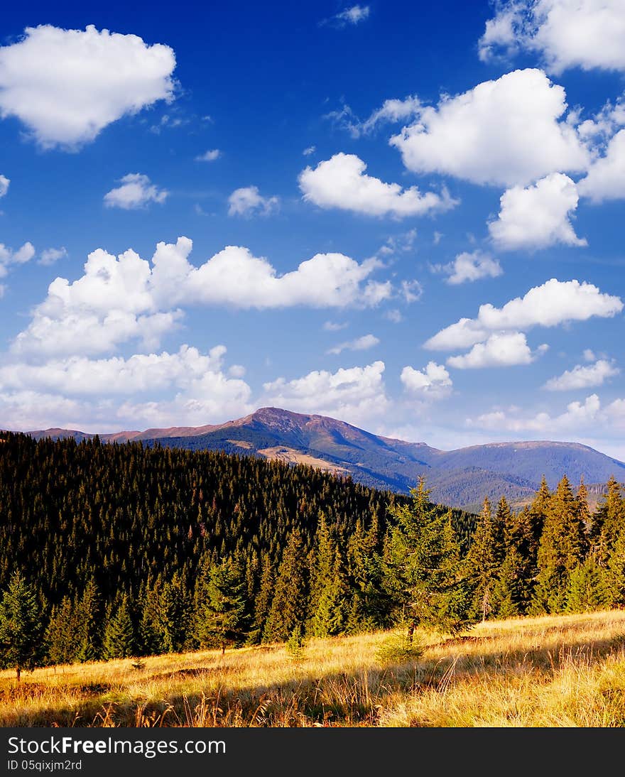 Coniferous forest in the mountains of a bright sunny day. Coniferous forest in the mountains of a bright sunny day