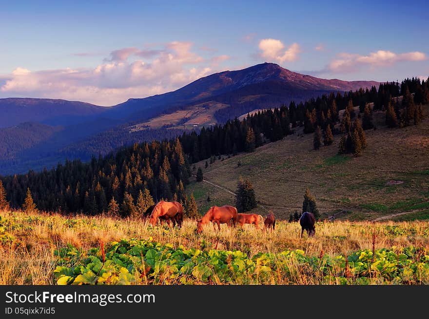 Horse farm in the mountains. Horse farm in the mountains