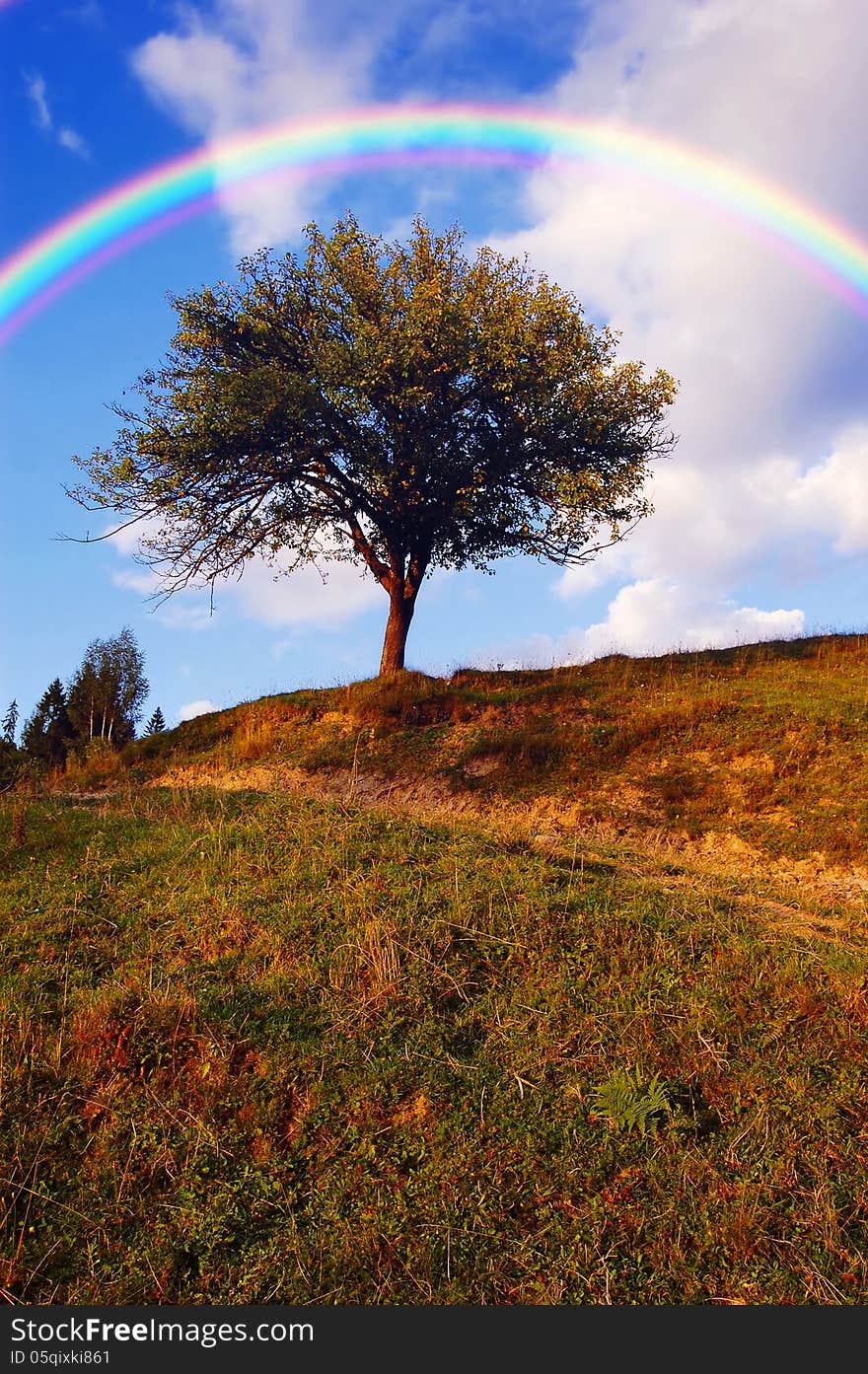 Lonely tree in the meadow with rainbow. Lonely tree in the meadow with rainbow