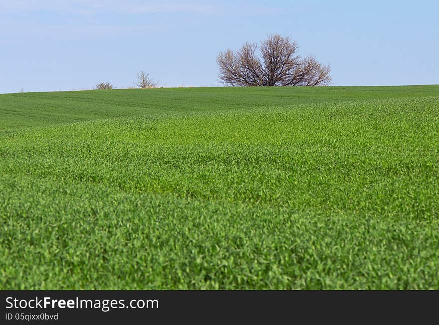 Green field of young wheat