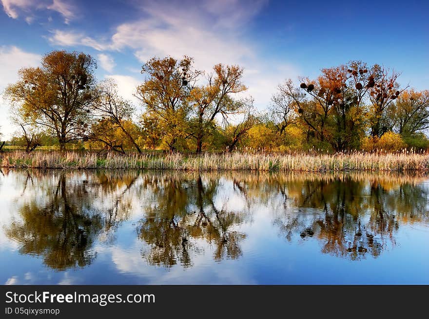 Trees on the river bank