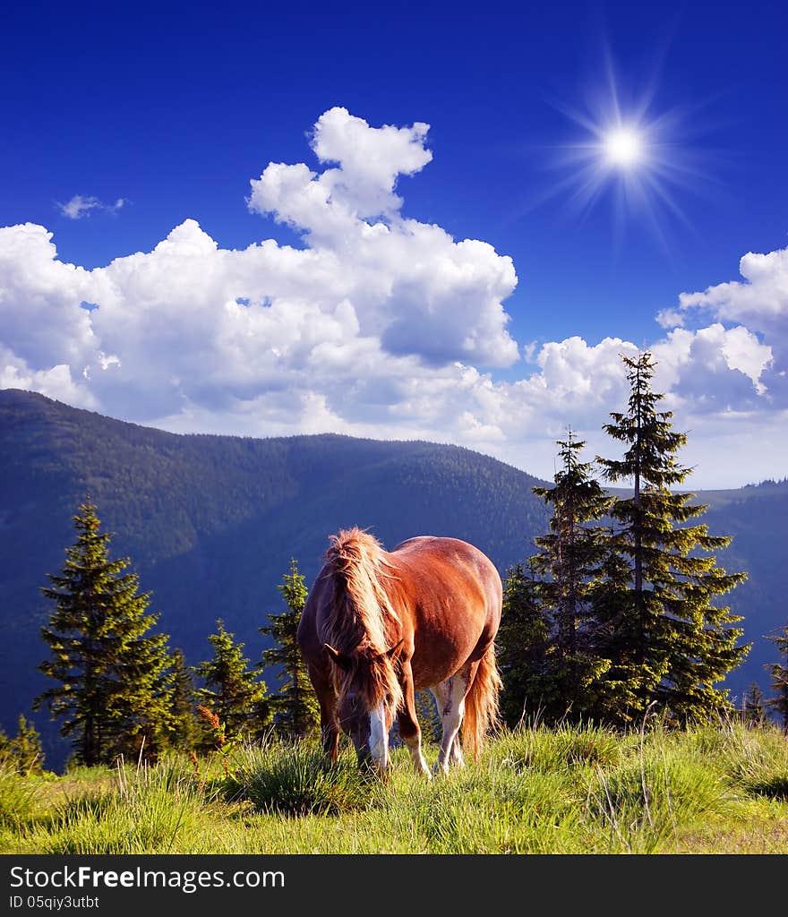 Summer landscape with a horse in the mountains