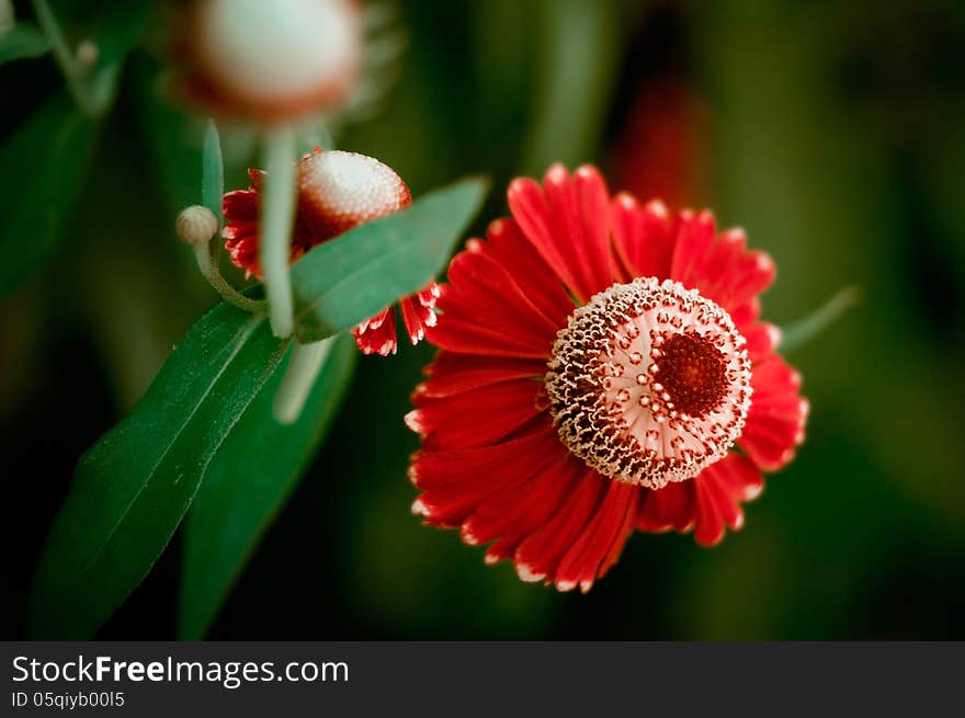 Red flower close-up. Natural abstraction. Red flower close-up. Natural abstraction