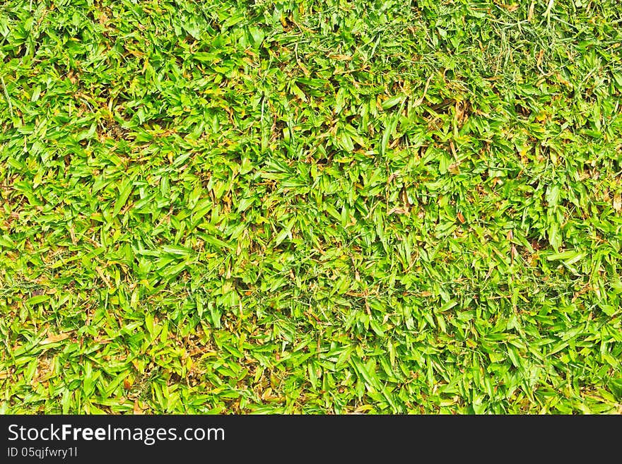 Fresh green grass in public park beside a river. Fresh green grass in public park beside a river