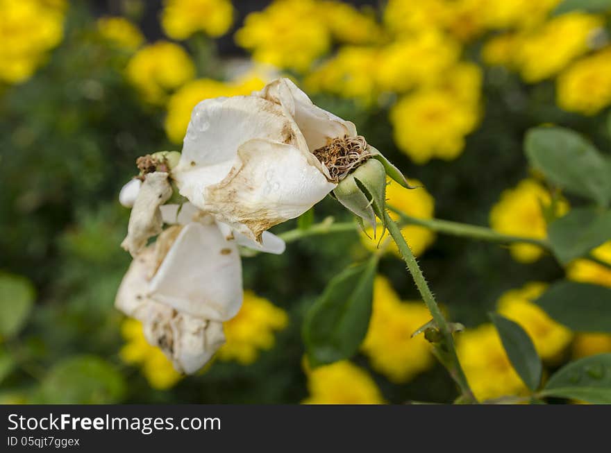 Dead white rose on a green/yellow background