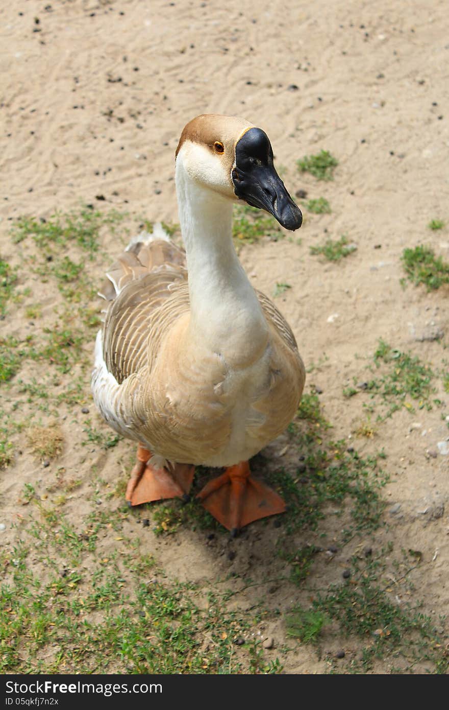 Grey Goose countryside walks in the yard