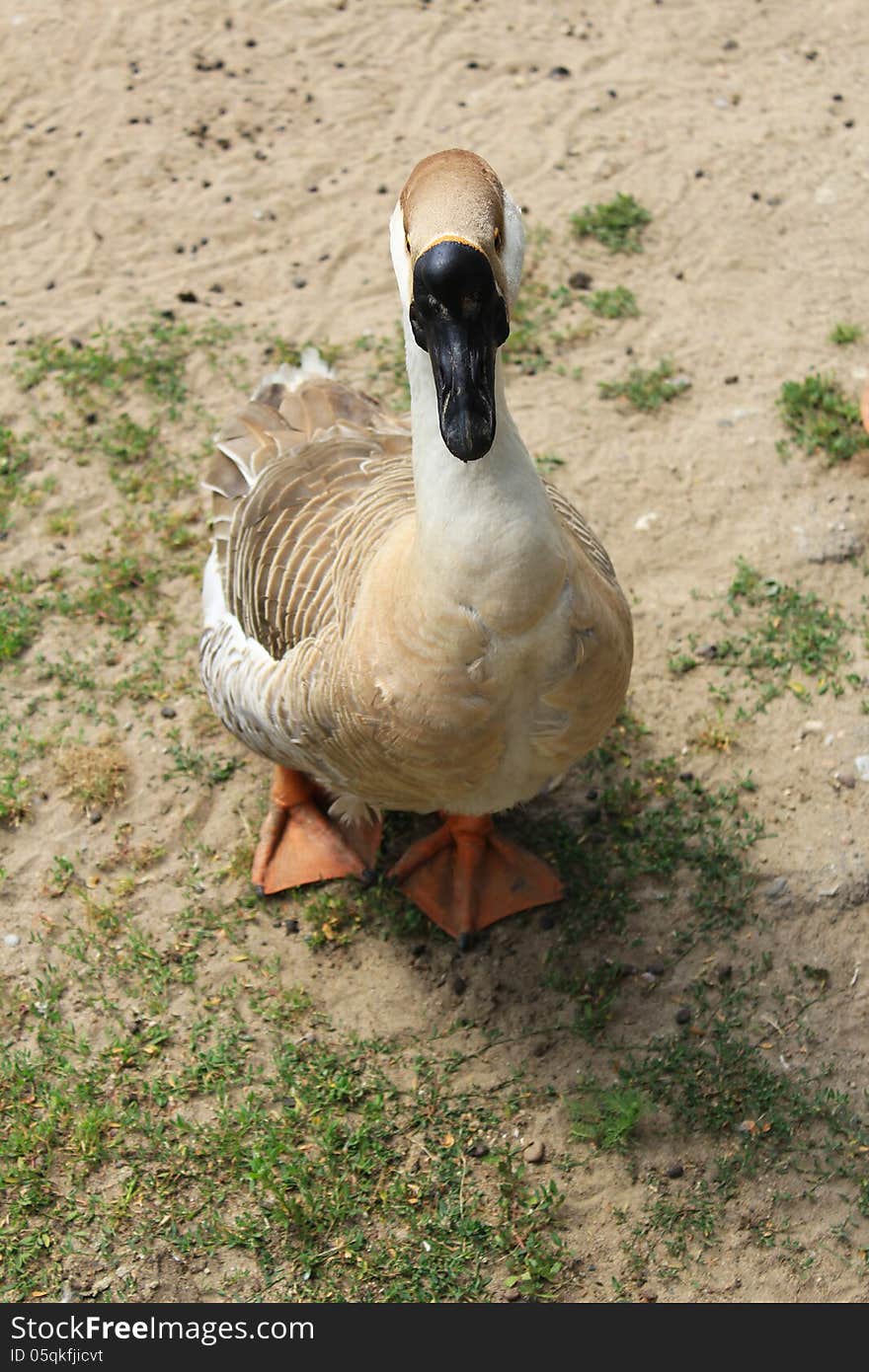 Grey Goose countryside walks in the yard