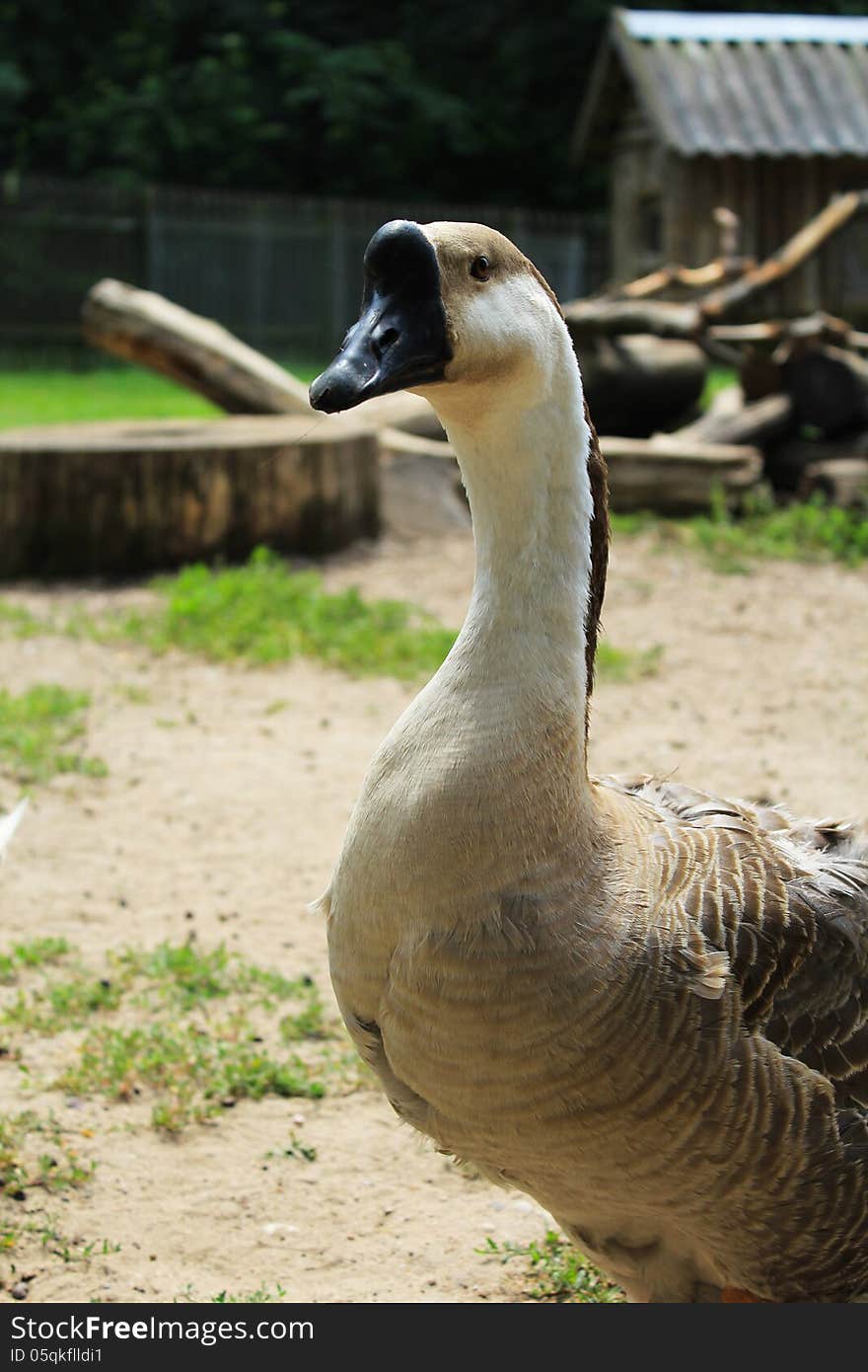 Goose