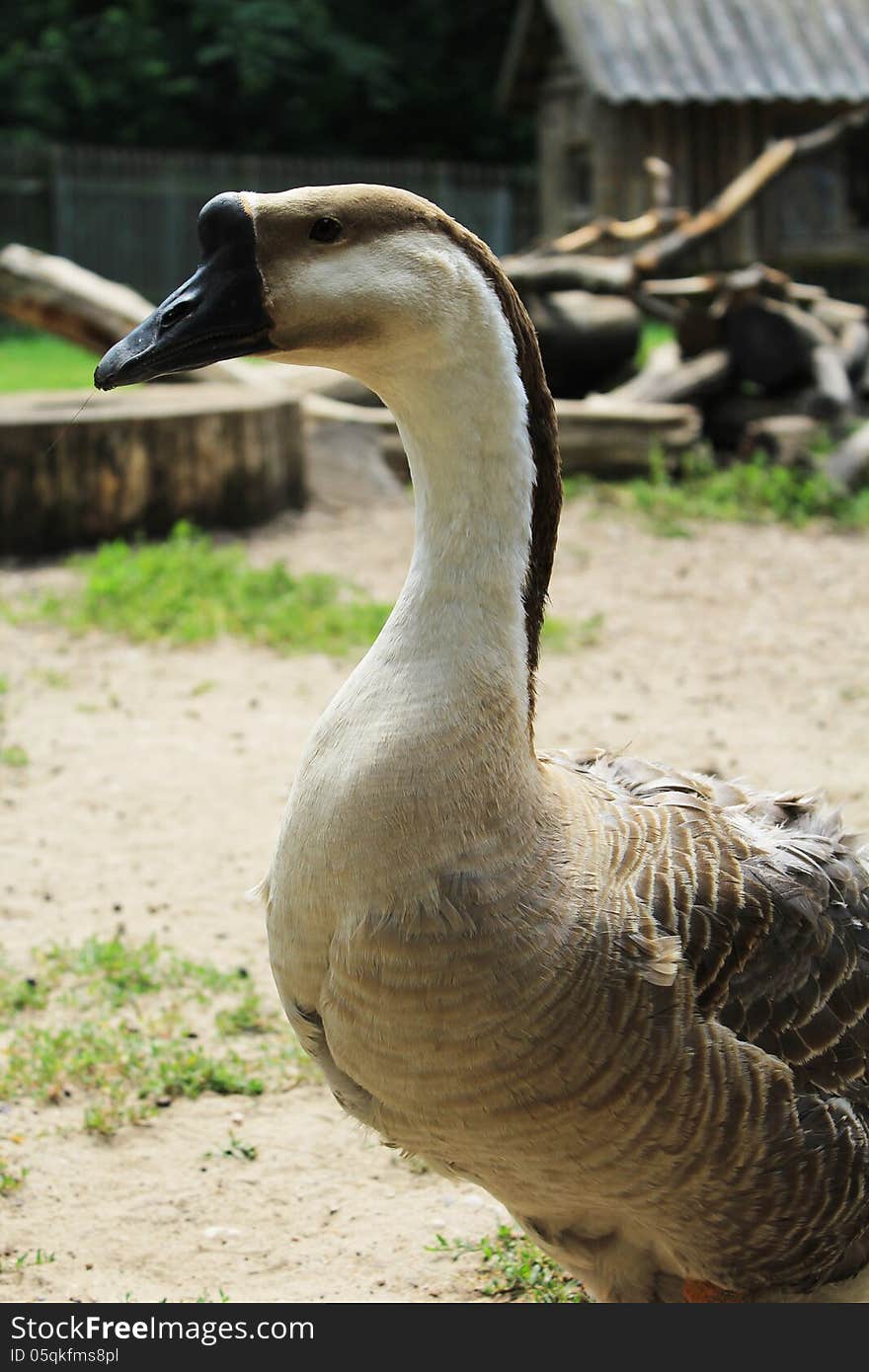 Grey Goose countryside walks in the yard