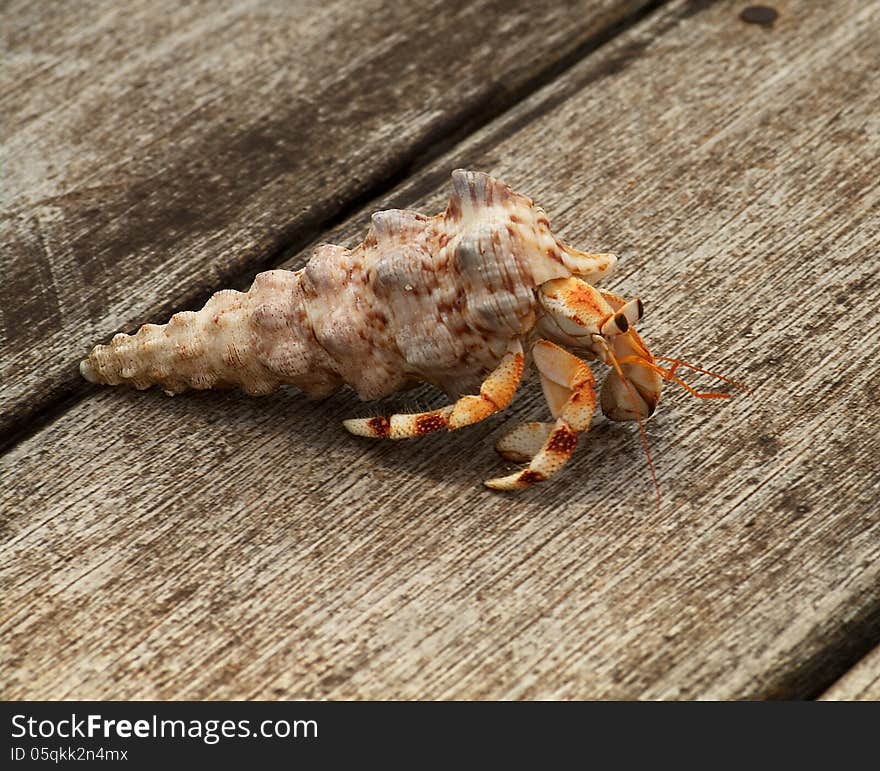 Hermit Crab in his Shell closeup on Weathered Wooden Planks background