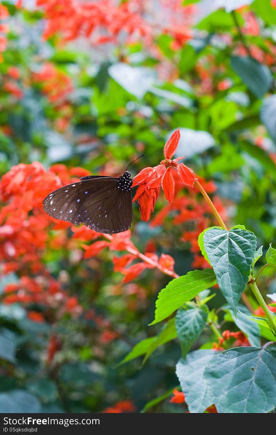 Black and brown butterfly on red flower