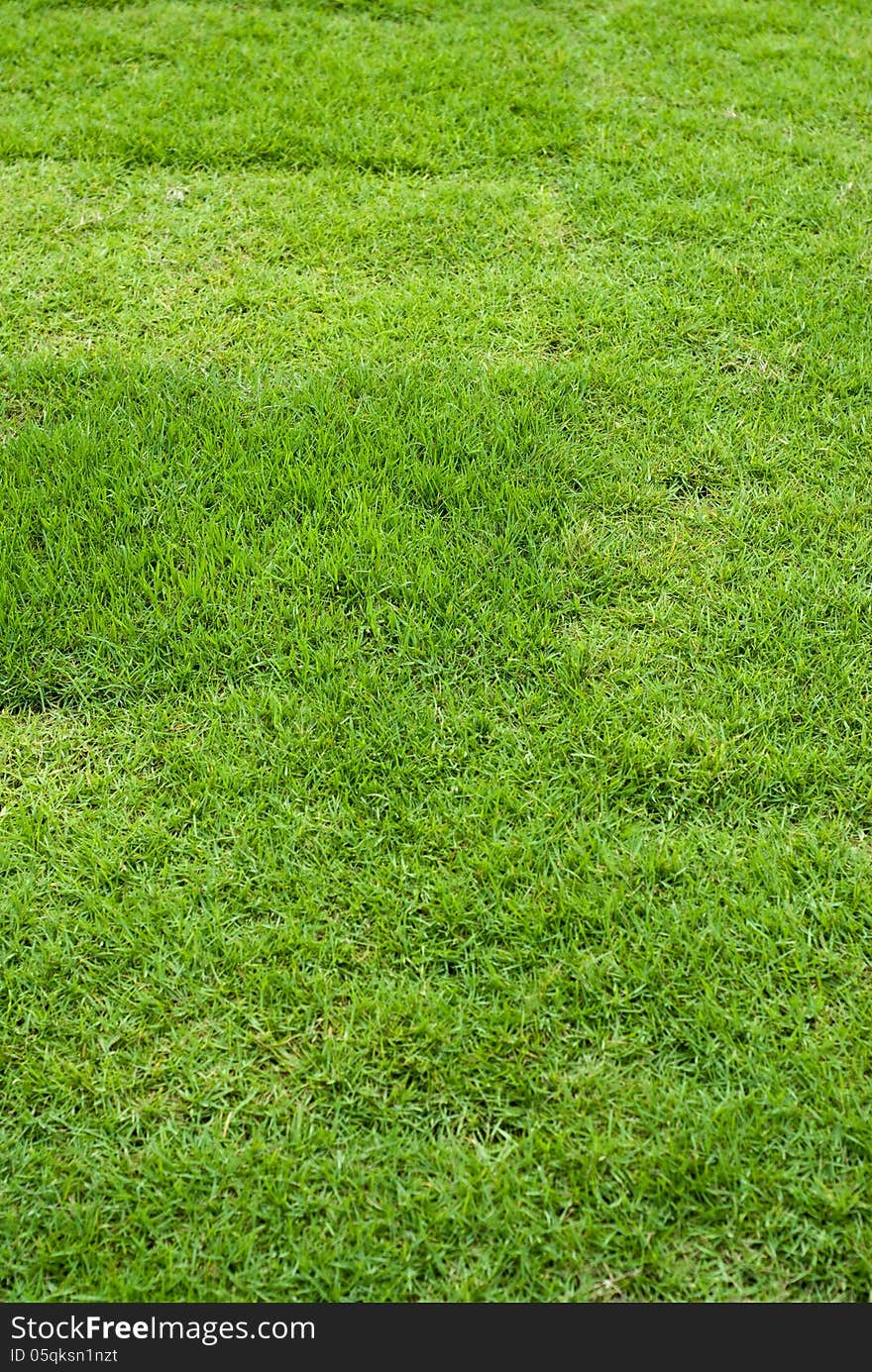 Empty outdoor green grass filed