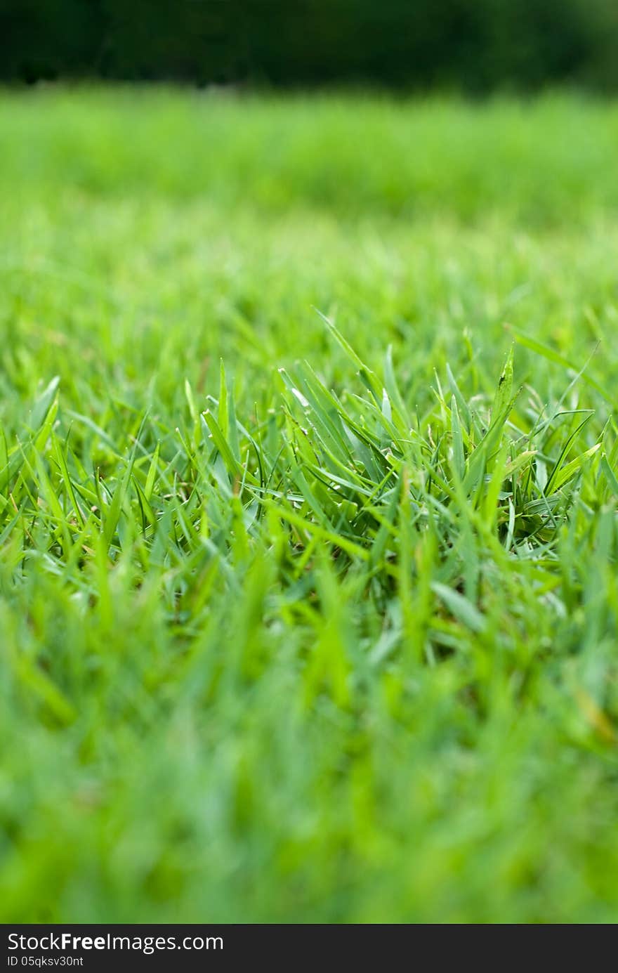 Empty outdoor green grass filed