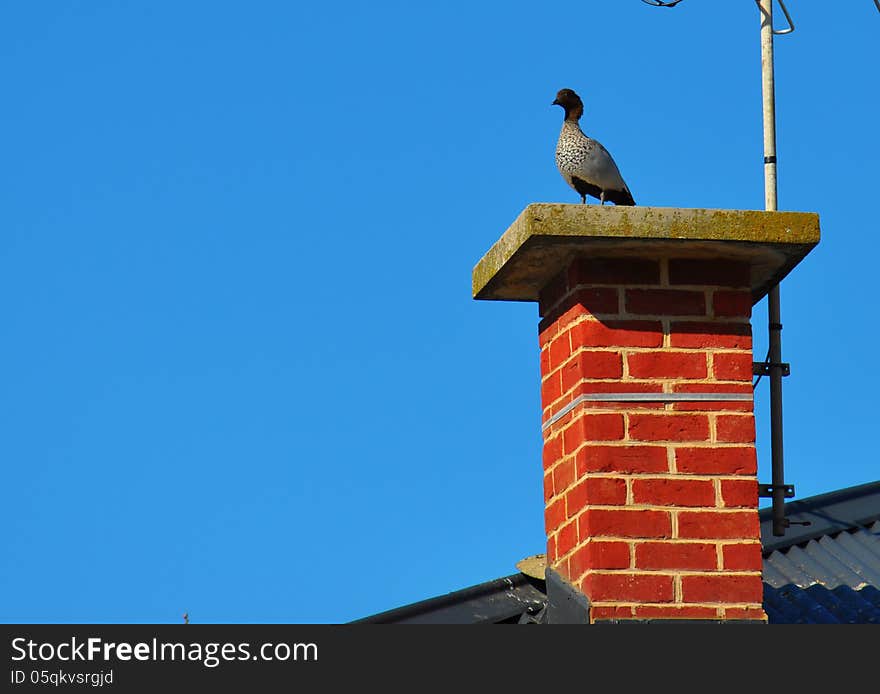 Australian Wood Ducks sitting on brick chimney. Taken at Henley Beach, South Australia.