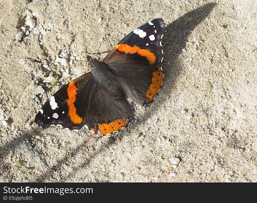 Admiral (lat. Vanessa atalanta - day butterfly family Nymphalidae. Admiral (lat. Vanessa atalanta - day butterfly family Nymphalidae.