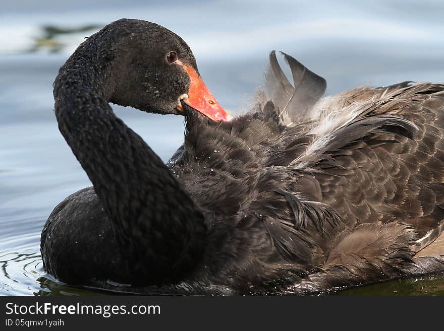 Black swan