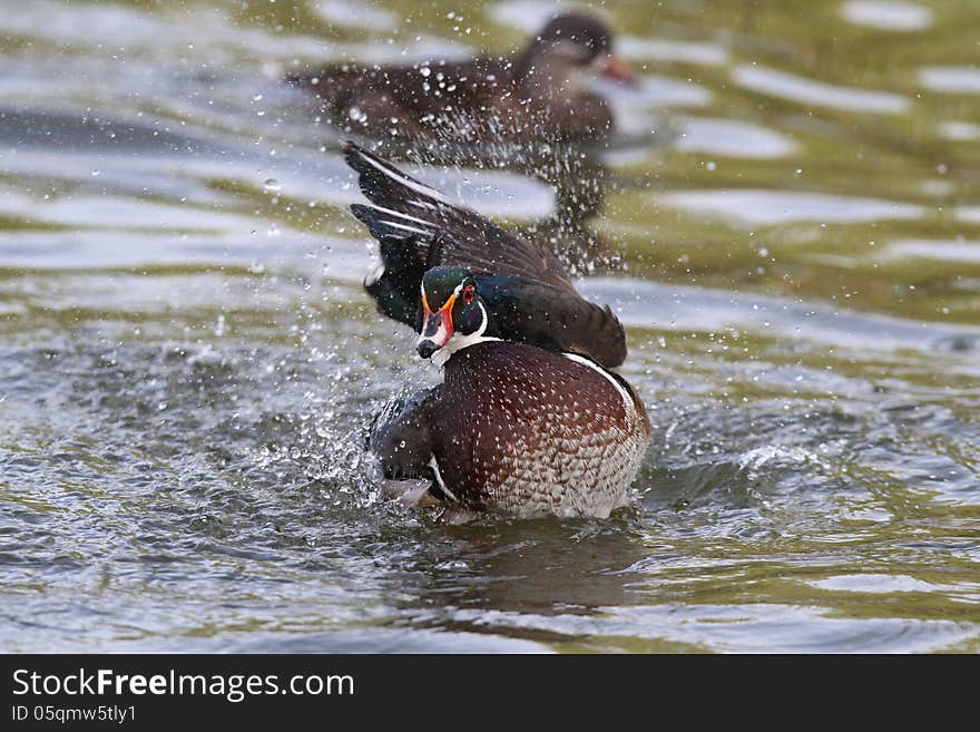 Wild duck during breeding season.