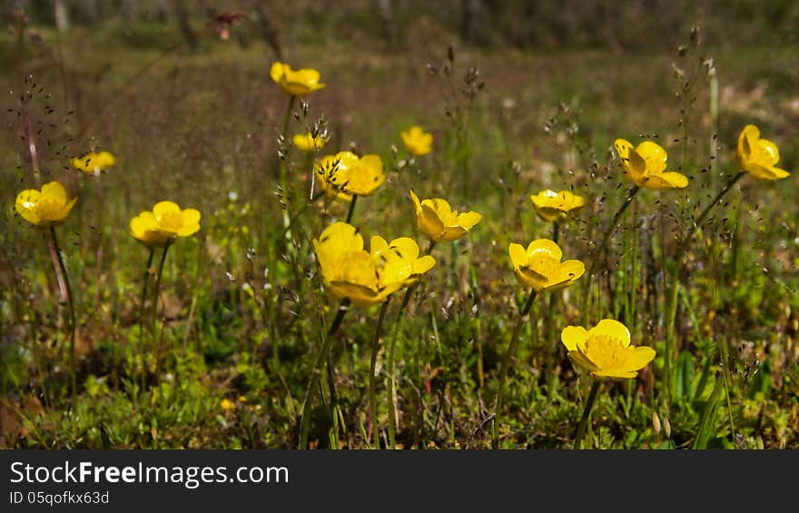 Small Flowers Of The Field