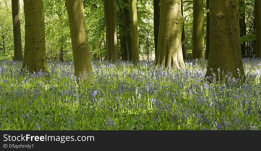 Blue bell wood