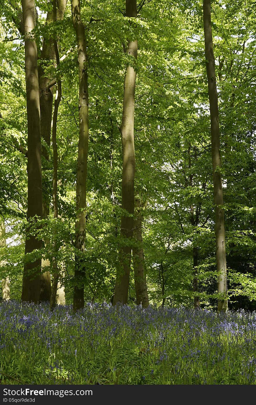 Blue bell wood