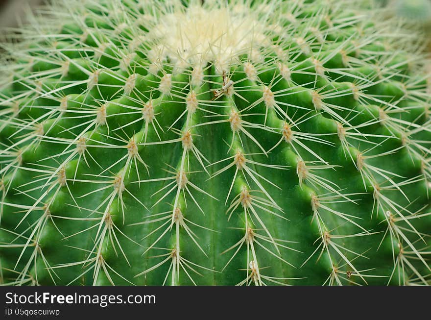 Close up of cactus texture background. Close up of cactus texture background