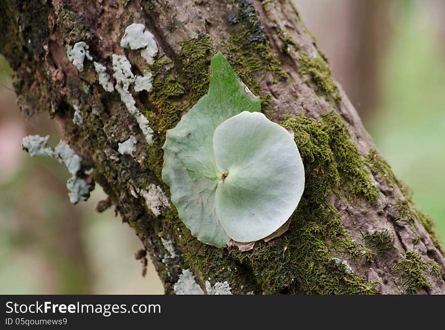 Staghorn Fern Parasite plant growing tree