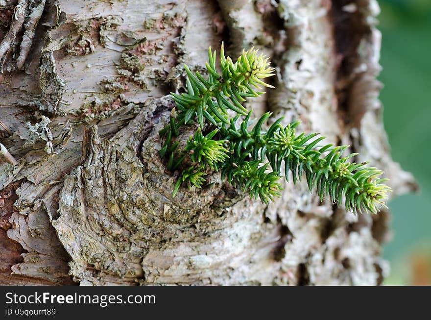 Bark pine and leaf