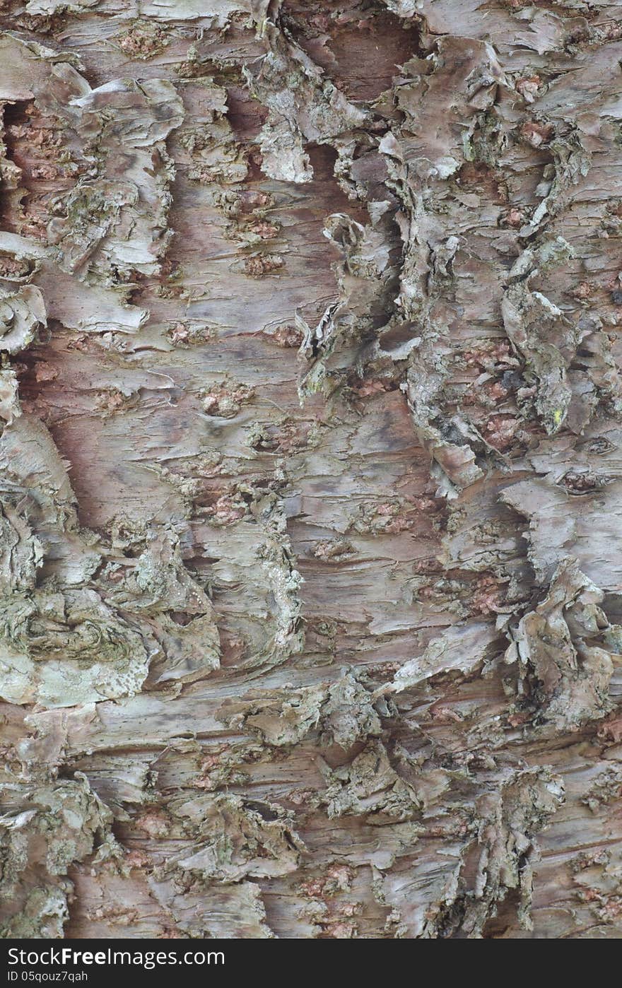 Close up of bark of pine tree