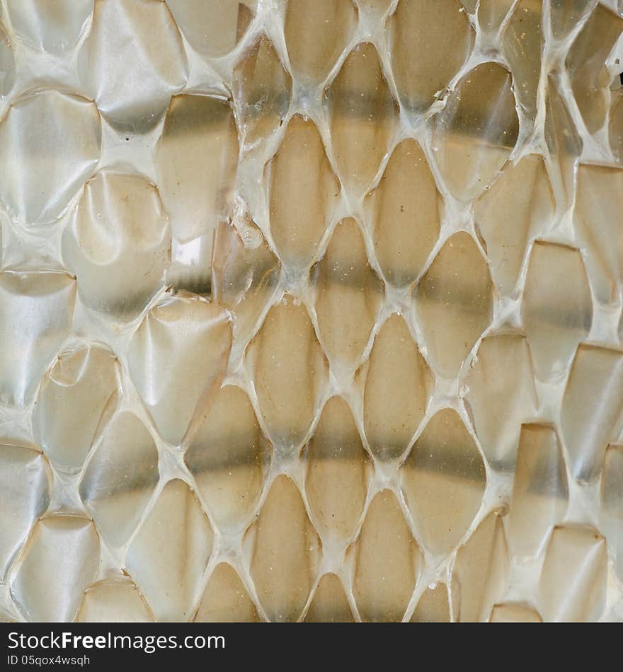 Closeup of snake skin background