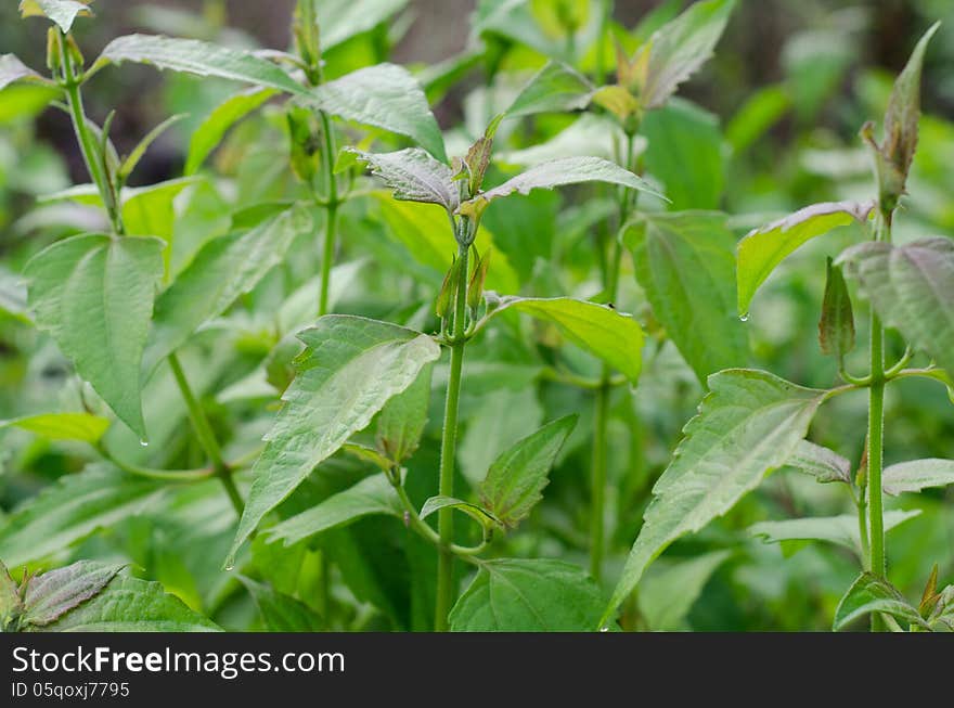 Siam weed or Ageratum houstonianum