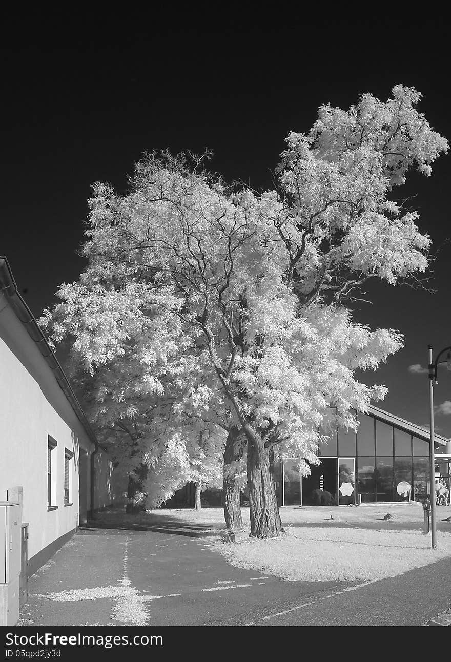 Monochrome black and white picture of an old acacia tree in front of a glass wall, seen in infrared light, which renders all living plants white. Room for text. Monochrome black and white picture of an old acacia tree in front of a glass wall, seen in infrared light, which renders all living plants white. Room for text.