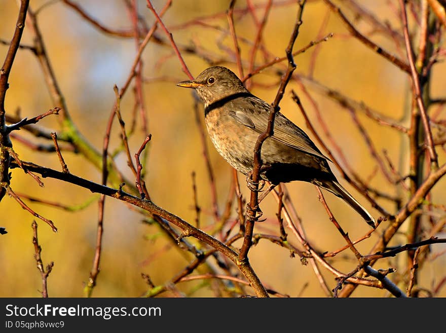 Female Blackbird