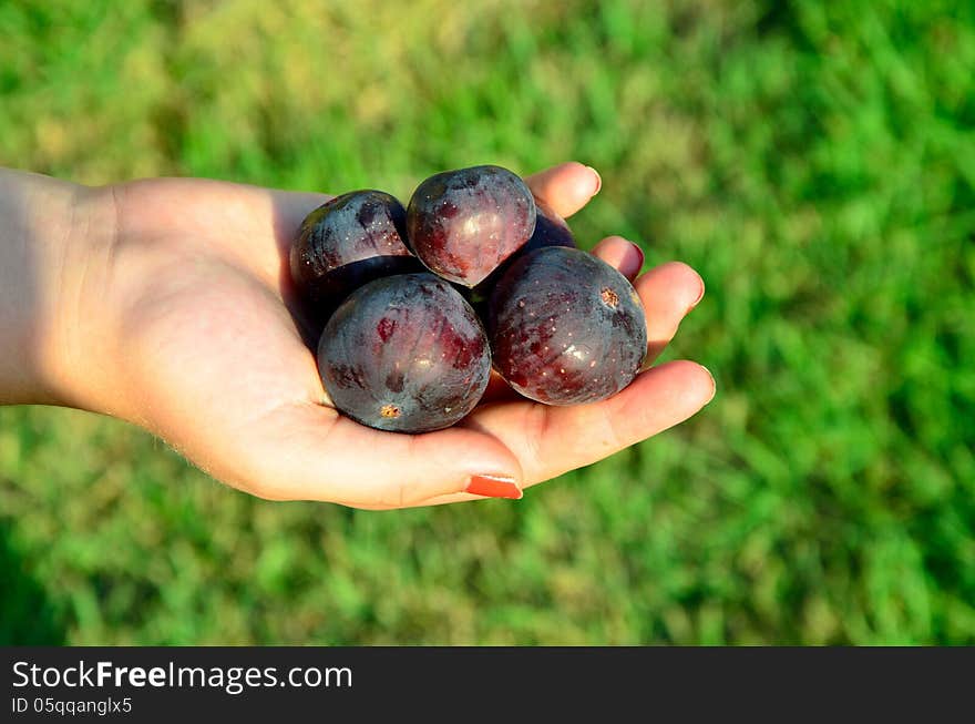 Ripe black figs in girl hand - green grass background. Ripe black figs in girl hand - green grass background