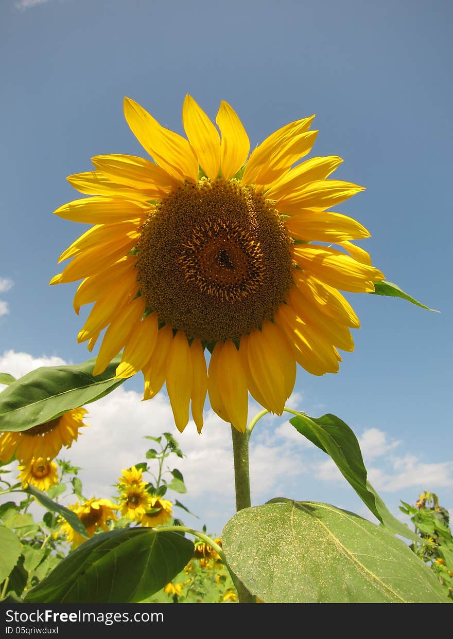 Sunflower and sky