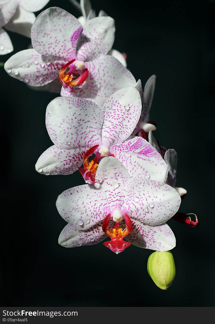 White orchids with burgundy spots and drops of water on black background