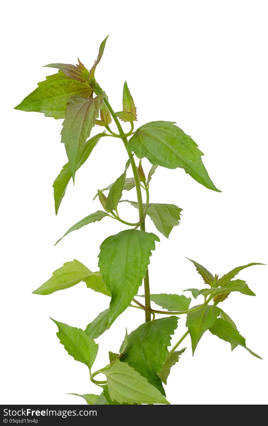 Siam weed or Ageratum houstonianum isolated on white background