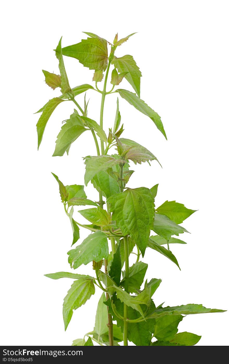 Siam weed or Ageratum houstonianum isolated on white background